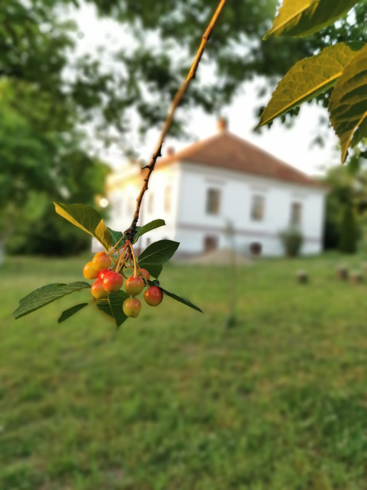Livada custodelui